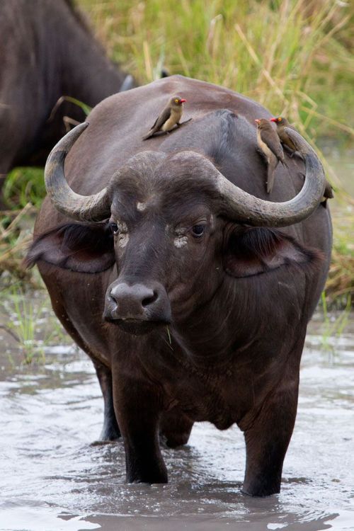 A rhino in the wild